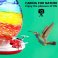 Rainbow Hand Blown Glass Hummingbird Feeder